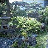 shimmyonijindemienai